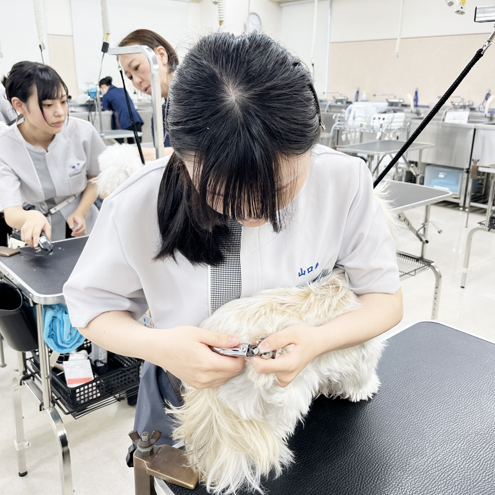 ☆学校犬と一緒にトリミング実習☆